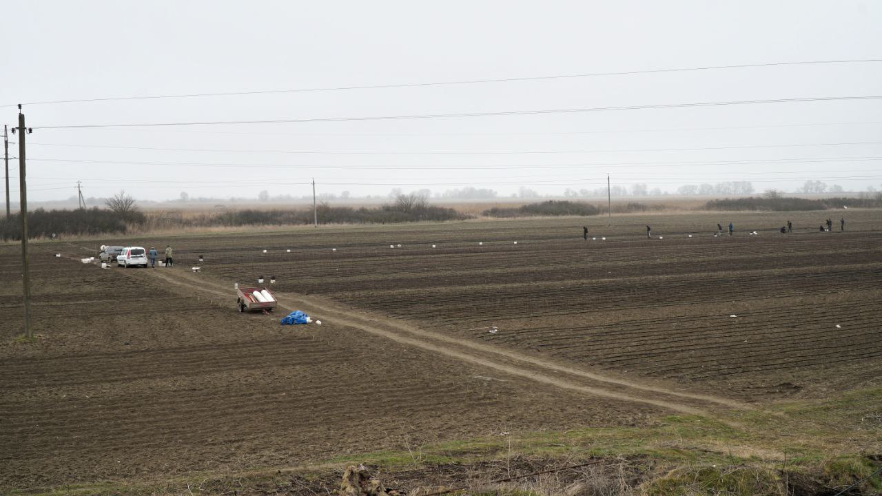 Более 520 гектаров плодовых садов заложили аграрии Дагестана в 2025 году Более 520 гектаров плодовых садов заложили аграрии Дагестана в 2025 году