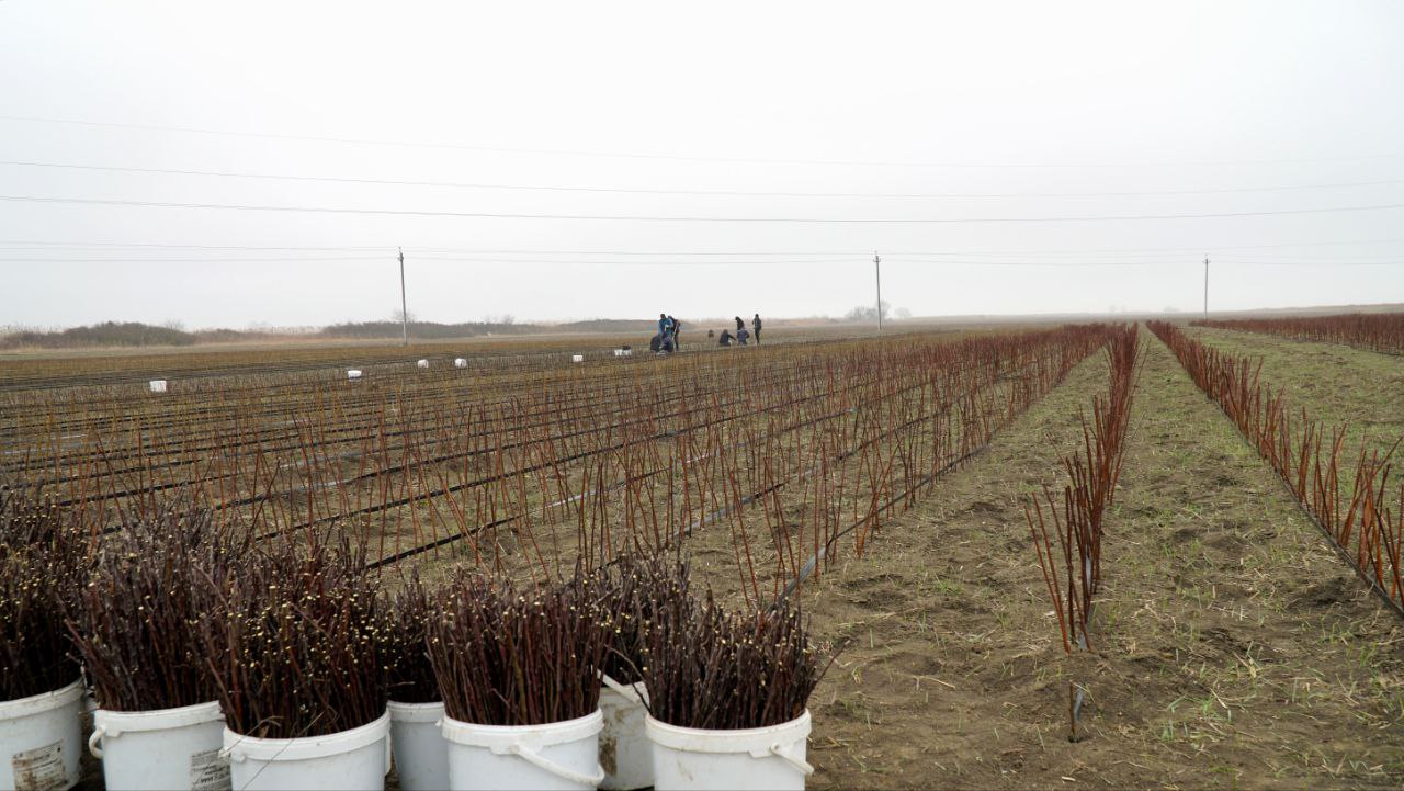 Более 520 гектаров плодовых садов заложили аграрии Дагестана в 2025 году Более 520 гектаров плодовых садов заложили аграрии Дагестана в 2025 году