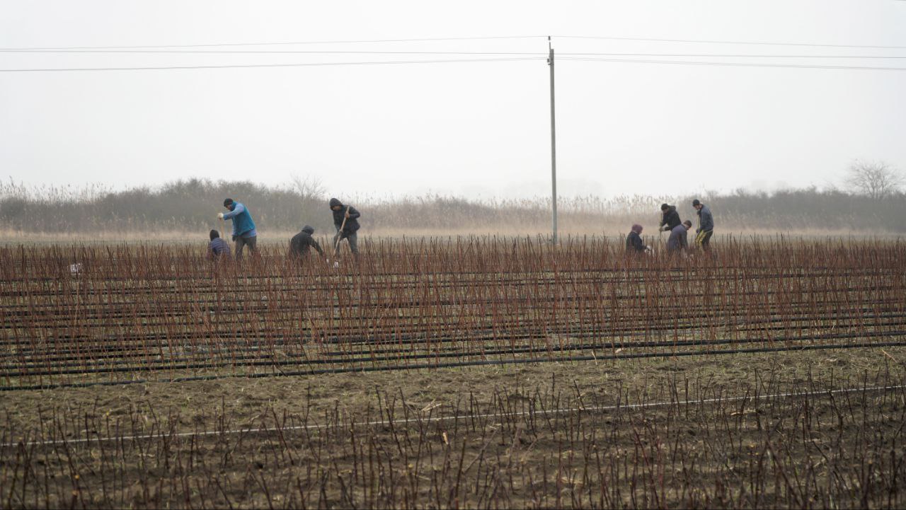 Более 520 гектаров плодовых садов заложили аграрии Дагестана в 2025 году