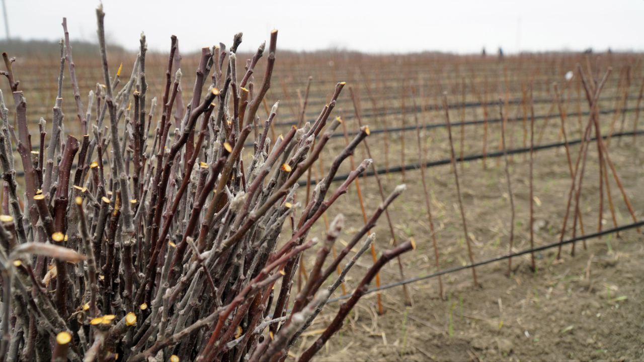 Более 520 гектаров плодовых садов заложили аграрии Дагестана в 2025 году Более 520 гектаров плодовых садов заложили аграрии Дагестана в 2025 году