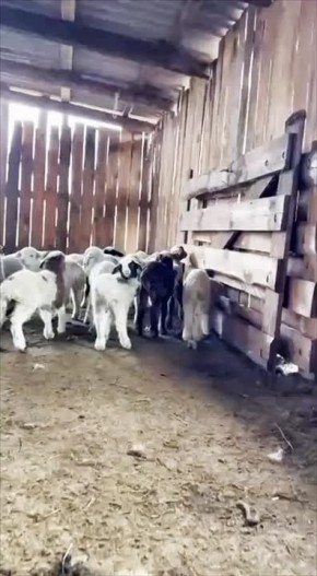 В Дагестане начался ранний окот