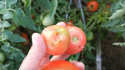 ��� �������� ��������� �������: ������� ��������� �������������