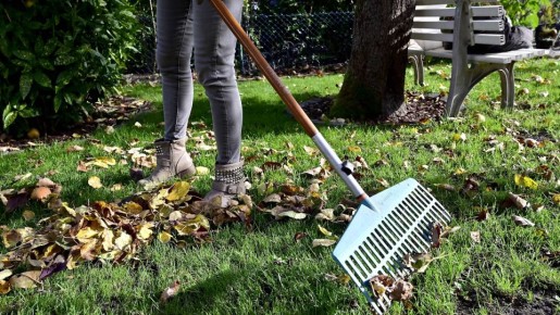 Эти культуры можно не укрывать на зиму: только зря потратите время