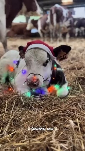 До нового года всего 10 дней!