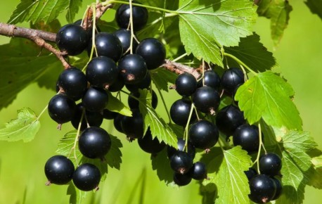 ��� ��������� �������� ���������: ������� �������� ����� ��� �������� ������