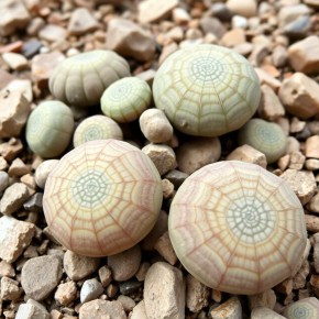 ��� Lithops ���������� �������: ������������ ��� ������ ������