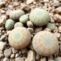 ��� Lithops ���������� �������: ������������ ��� ������ ������