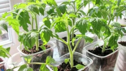 ��� �������� ������� �������: ������� ��������� �����������