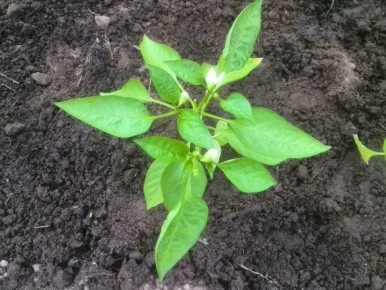 Как успешно избежать вершинной гнили у перцев: секреты опытных садоводов