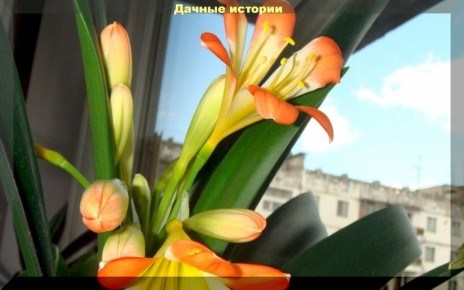 Как вырастить кливию: секреты ухода и размножения в домашних условиях