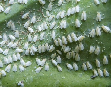 Эффективные методы борьбы с белокрылкой: простота и доступность