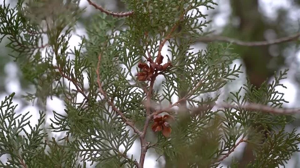 ������ ���������: ������ ������� �� ������������� ����� ����� �������