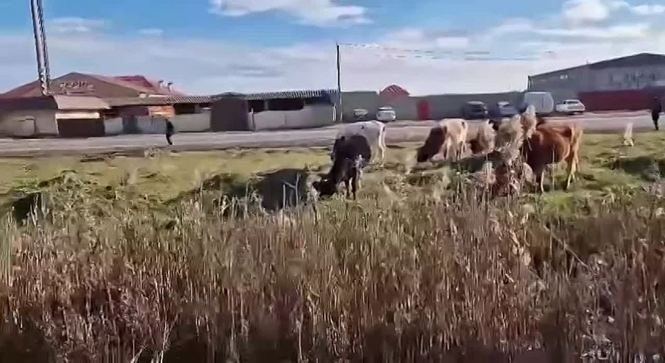 � ��������� ������������ ������ �� ������ ������������� �������� �������� �����