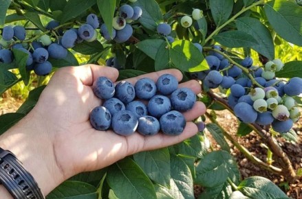 ��������: ��� ������ �������� ������ �� ������