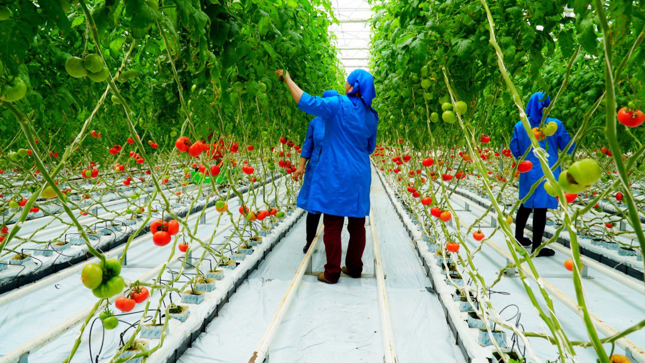 Почти на 2,5% выросло производство сельхозпродукции в Дагестане по итогам 2025 года Почти на 2,5% выросло производство сельхозпродукции в Дагестане по итогам 2025 года