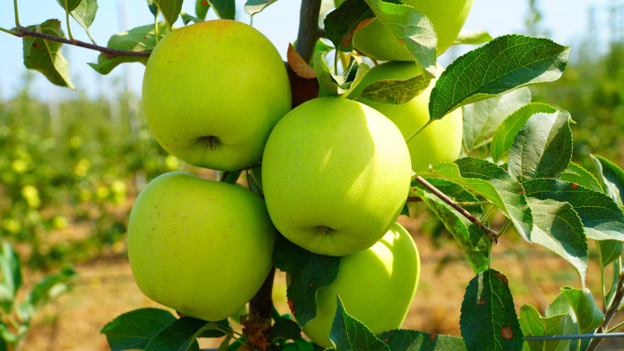 Почти на 2,5% выросло производство сельхозпродукции в Дагестане по итогам 2025 года Почти на 2,5% выросло производство сельхозпродукции в Дагестане по итогам 2025 года