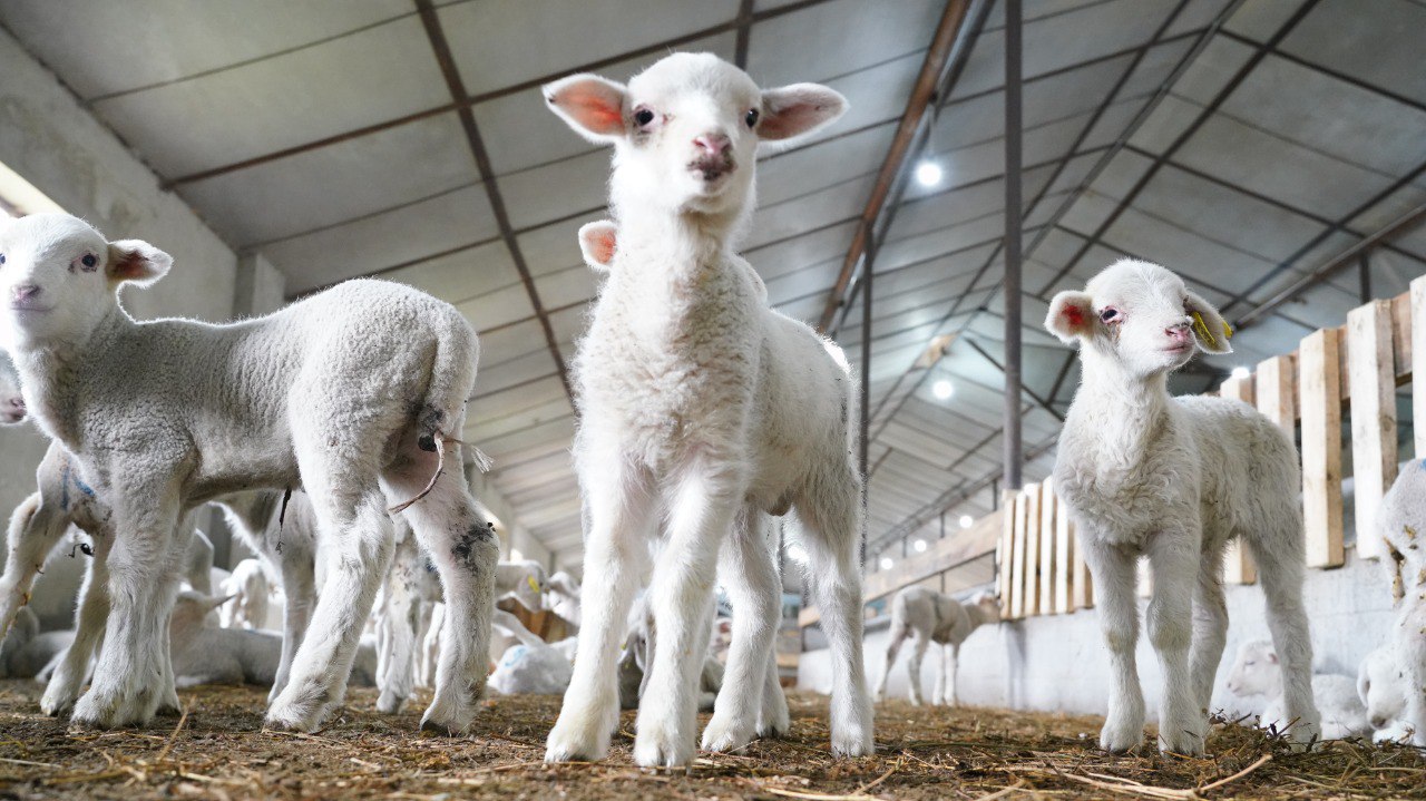 Почти на 2,5% выросло производство сельхозпродукции в Дагестане по итогам 2025 года Почти на 2,5% выросло производство сельхозпродукции в Дагестане по итогам 2025 года