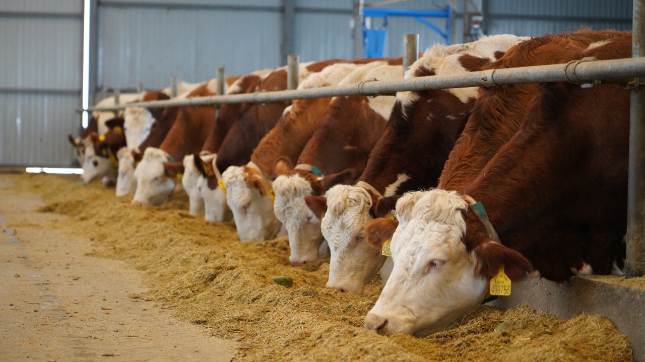 Почти на 2,5% выросло производство сельхозпродукции в Дагестане по итогам 2025 года Почти на 2,5% выросло производство сельхозпродукции в Дагестане по итогам 2025 года