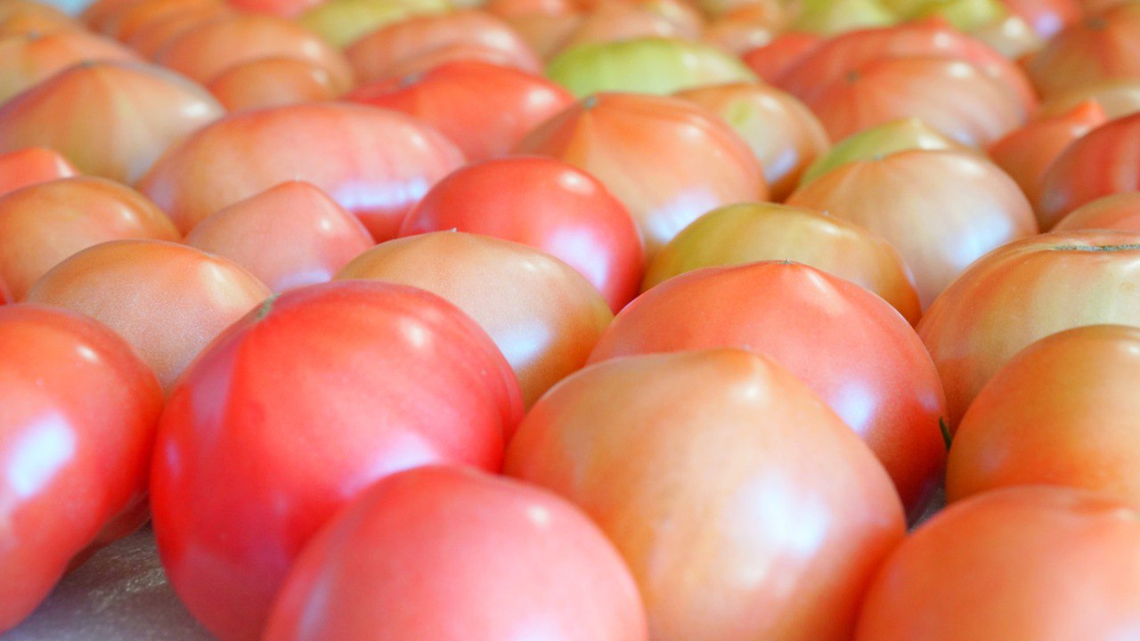 Почти на 2,5% выросло производство сельхозпродукции в Дагестане по итогам 2025 года Почти на 2,5% выросло производство сельхозпродукции в Дагестане по итогам 2025 года