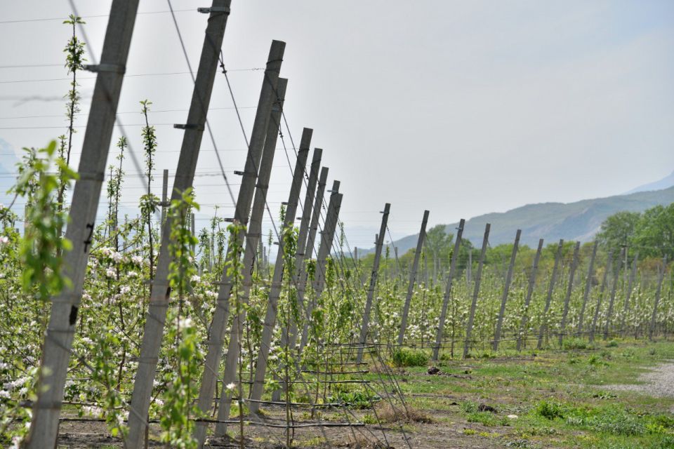 В 2025 году площадь новых садов в горно-долинной зоне Дагестана приблизилась к 80 га. За год она увеличилась в 4,5 раза
