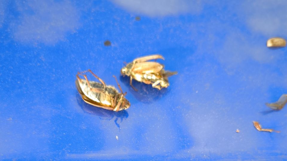 ��� �������� ��� �� ����������� ������: ��������, ������� ��������