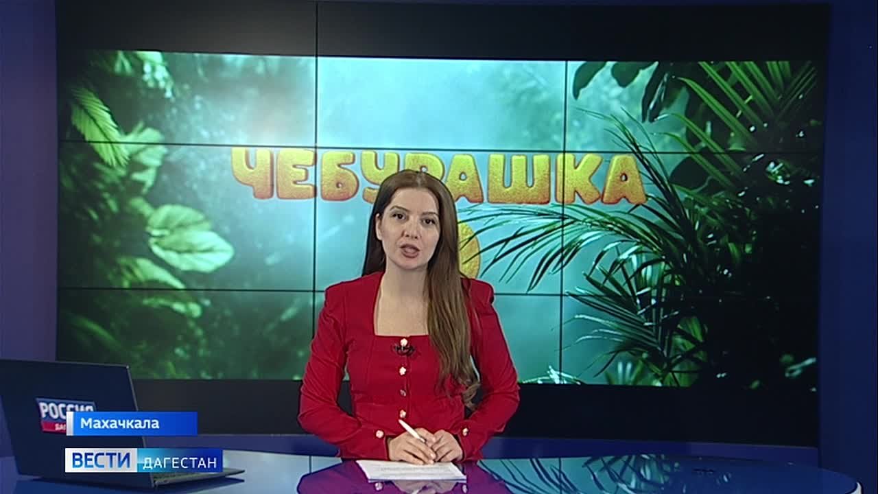 На экранах страны большая премьера - «Чебурашка-2»