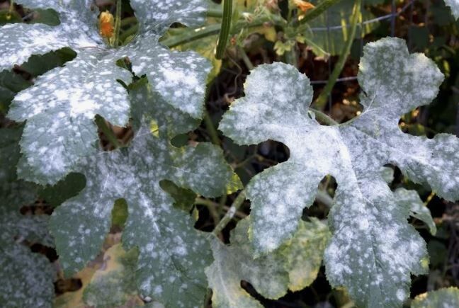 ��������� ����: ��� �������� ��� ��� �� ����� ���������� �����