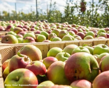 Валовая продукция сельского хозяйства Дагестана за 10 месяцев 2025 года достигла 196,8 млрд руб., а индекс производства за 11 месяцев составил 102,4%