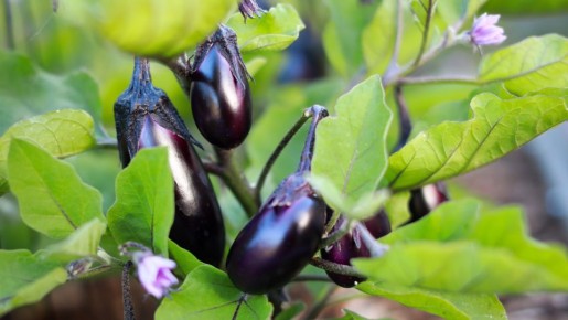 ��� ������� ��������� �� ���� ������ �������: � ������ � ������ �� ��������������