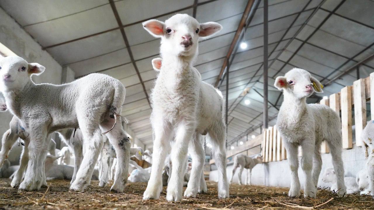 Зимовка скота в Дагестане проходит благополучно