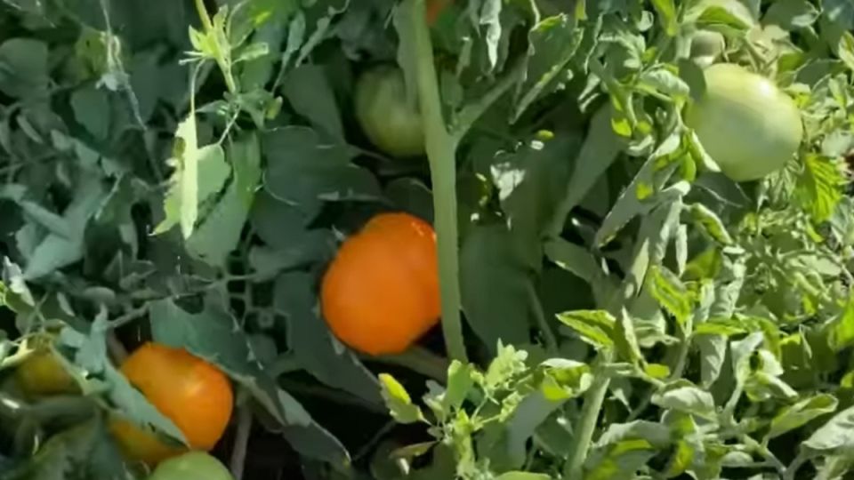 ������ ������ ������ ���������� ����� ��������� ����������: ��� 5 ������ ������