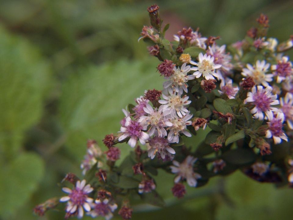 Как получить яркие осенние цветники с помощью астр: секреты успешного посева