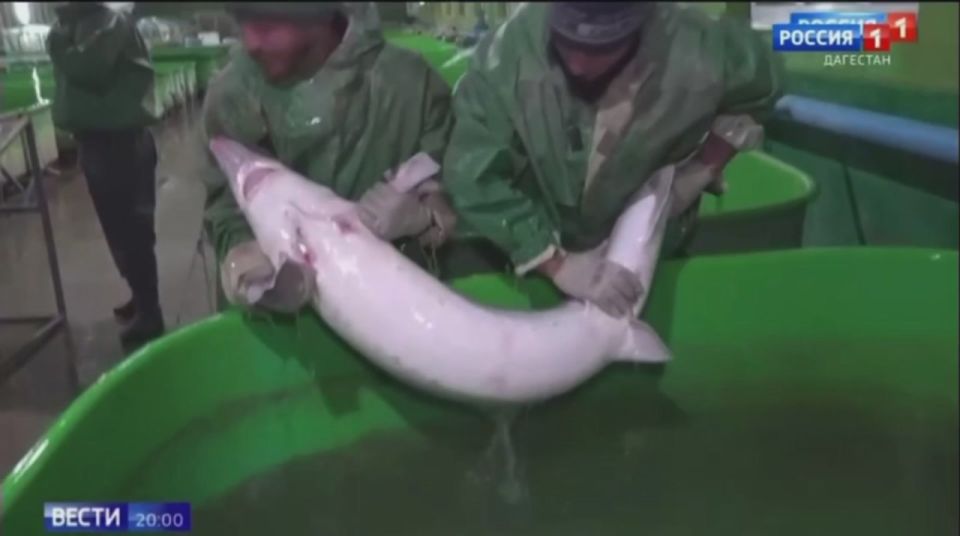 В Дагестане - икорный сезон