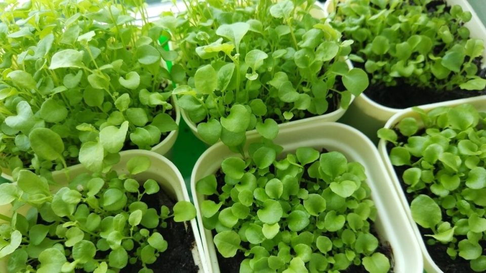 ��� �������� ������ ����� � ������� ��������� ������� �������: ������������ ������