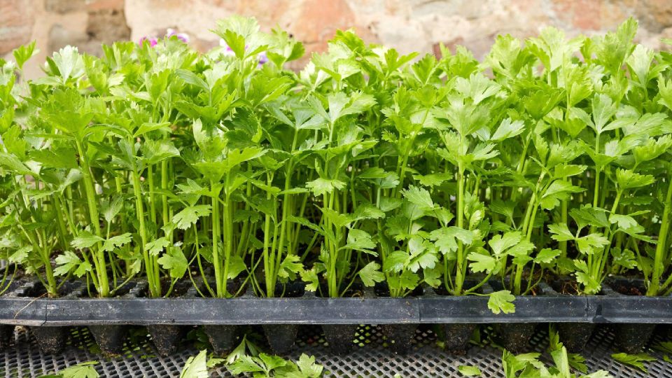 ��������� �������� �������� ��������: �������� ������� ������ �� ���� ��������