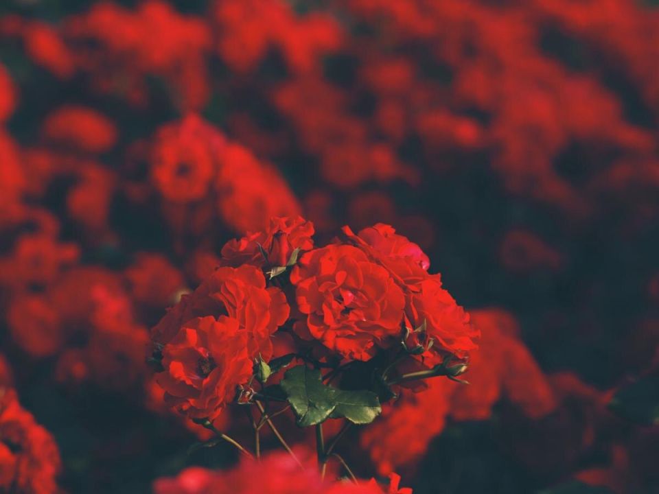 ��� ������ ���� �� ������ ��������: ����������� ������ � ������