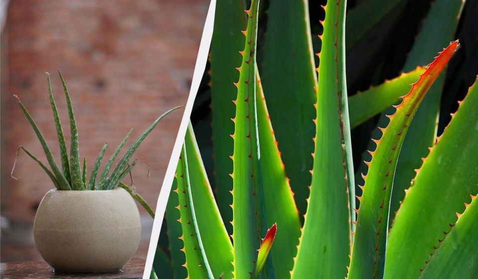 Как вернуть жизнь алоэ: простое руководство по восстановлению