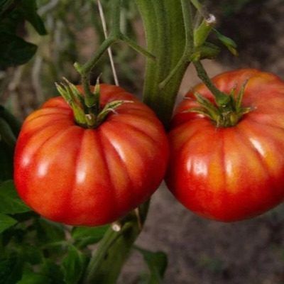 ����� ���� ��������: ������� �����, ������� ���������� ��������� �������� ��� ��������