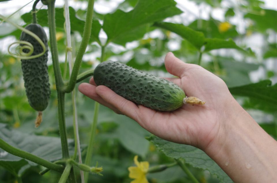 ��� �������� ������� ��� ������ ���������