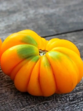 ����� ������� �������: ����� ����� ��� ������ �����