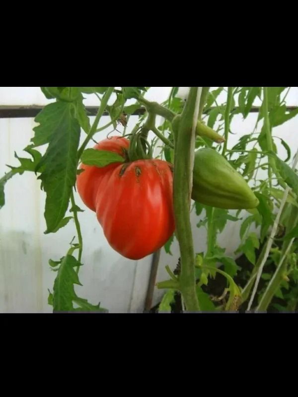 ����� �����: ����� ������� ��� ������ �������