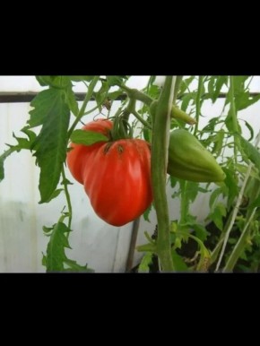 ����� �����: ����� ������� ��� ������ �������