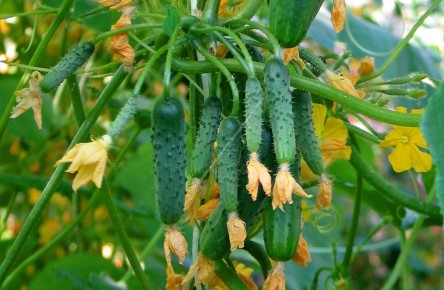 �������� ������: ������� ���� ��� ������ �������