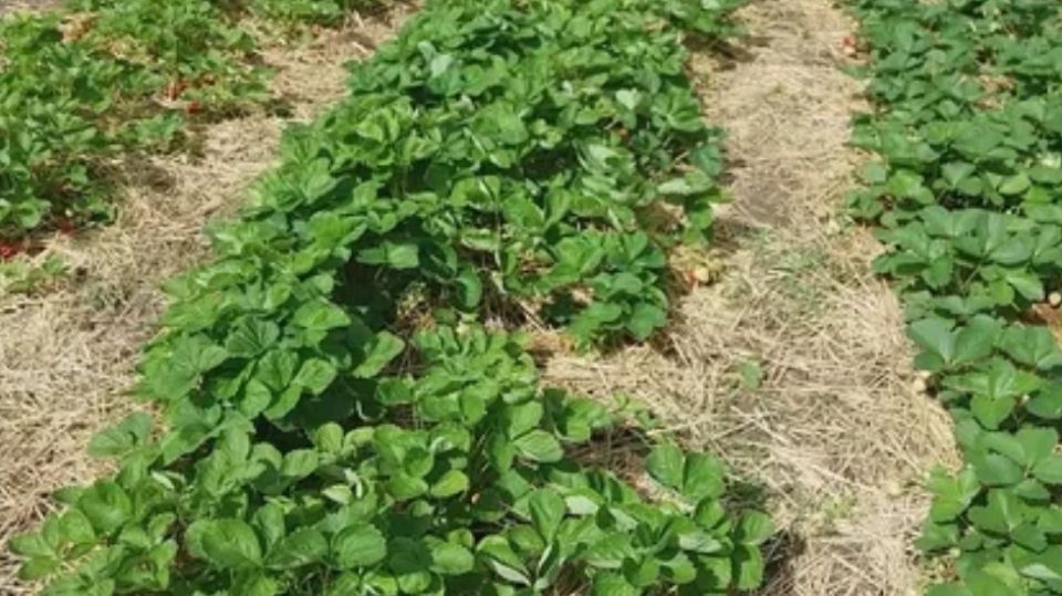 Как получить двойной урожай ремонтантной клубники: секреты успешной агрономии