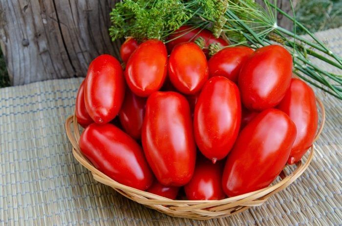 Томат Самкон 11: универсальный гибрид для продуктивного сада