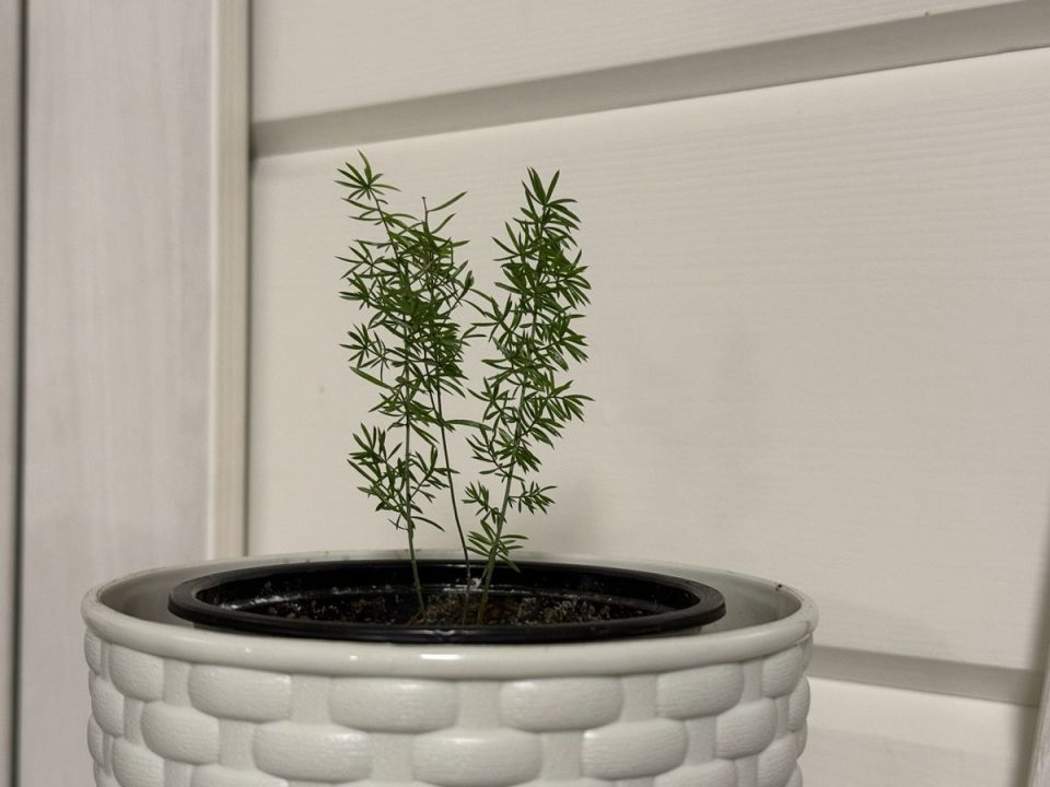 Как вырастить пышный аспарагус: секреты ухода за растением мечты