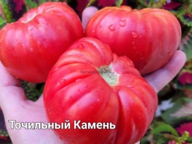 ����� ��������� ������: ������� ����� ����� ������������ ������