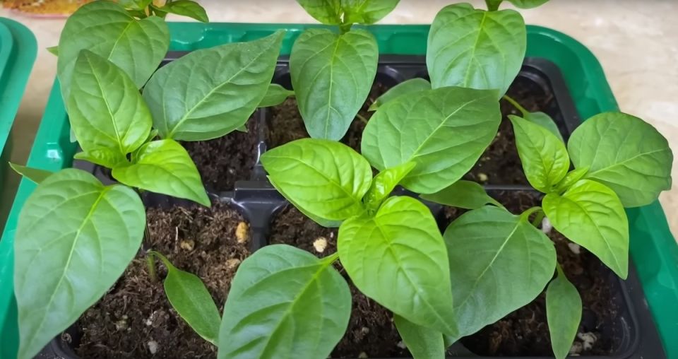 ������� ��������� ������ �����: ����� � ��� ��� ������� � ������� 2026 ����