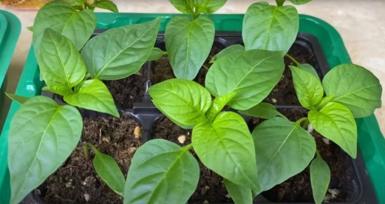 ������� ��������� ������ �����: ����� � ��� ��� ������� � ������� 2026 ����