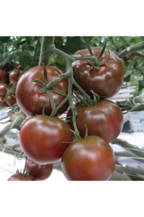 ����� '������ �����': ���������� ����� ��� �������� � �������� ��������